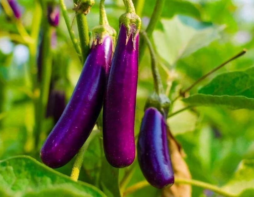 落苏是以下哪种蔬菜的别称 最新蚂蚁庄园今日答案3.23