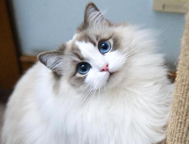 以下哪种因素会导致宠物猫咪掉毛 最新小鸡庄园答案3月29日