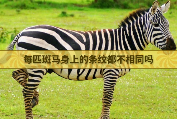 每匹斑马身上的条纹都不相同吗 最新蚂蚁庄园今日答案4月13日