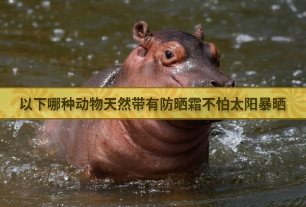 以下哪种动物天然带有防晒霜不怕太阳暴晒 最新蚂蚁庄园今日答案4.22